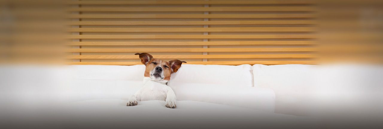 Comfort Inn Pet Policy Pet Friendly Locations