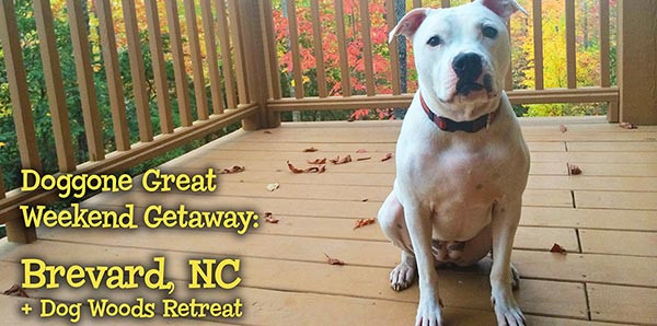 Pet Friendly Hotels in Brevard, North Carolina accepting Dogs and Cats